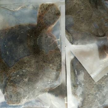 多寶魚鮮活冷凍比目魚新鮮偏口魚海鮮水產魚類生鮮 歐登城娜 5兩到7兩