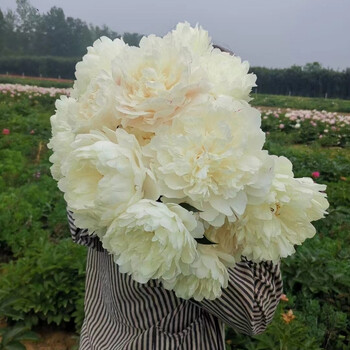 芍药鲜花重瓣牡丹鲜切花郁金香花束花苞 精品芍药白色8 2支防损伤 不