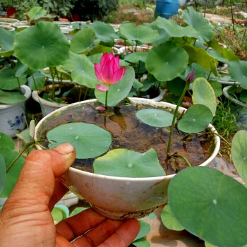 耶仔 碗蓮種藕根莖帶花水培植物四季室內小荷花迷你成品苗小型 光明