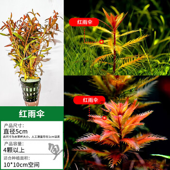 鱼缸水草活体红色水草红雨伞阳性低温水族箱淡水植物真水草搭啵兔 中后景 红雨伞三个以上发货 图片价格品牌报价 京东