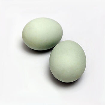 欧洲柯尔鸭callduck受精蛋科尔鸭蛋进口宠物鸭种蛋幼崽纯种长不大