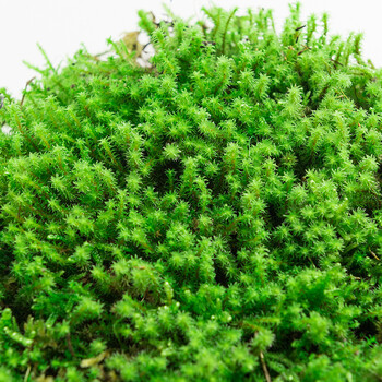 星星藓(半平方)【图片 价格 品牌 报价】-京东