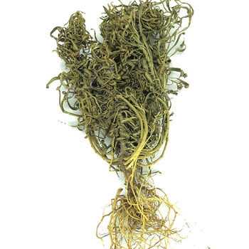 水黄连水灵芝中药材草青鱼胆草名贵药材水黄莲 水灵芝10g
