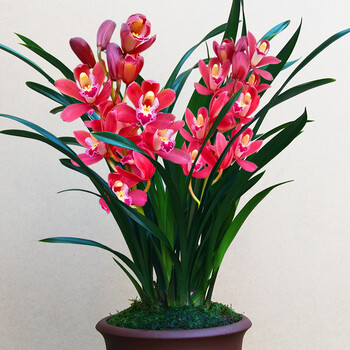 兰花苗【东方美人】建兰四季兰室内盆栽花卉绿植浓香型 红将军5苗