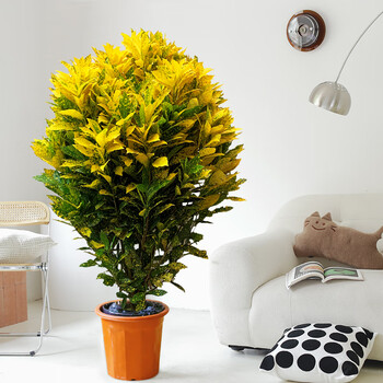 桑荷洒金珊瑚榕客厅绿植大型室内变叶木盆栽办公室吸甲醛植物黄金万两