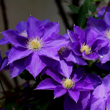 铁线莲种根花卉盆栽大花爬藤攀援植物耐寒庭院阳台藤本易开花 啤酒(2