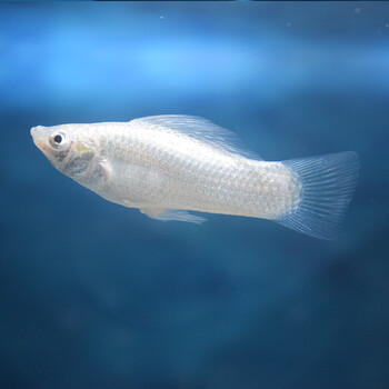 萌萌哒皮球玛丽鱼活体怀孕小型热带鱼下崽狂魔鱼银玛丽鱼黑玛丽鱼胎生