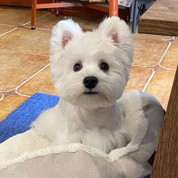 福贝纯享纯种宠物狗狗活体西高地白梗犬幼犬幼崽小型犬宠物级公【图片价格品牌报价】-京东