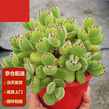 多肉熊童子价格报价行情- 京东