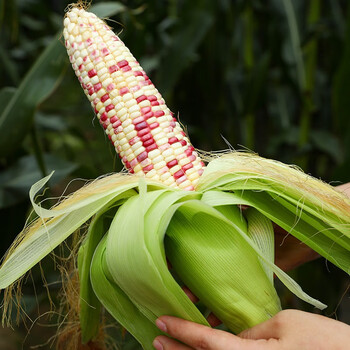 批发甜玉米类春季东北山东蔬菜种籽种孑 (更黏)彩甜糯6号玉米种子50g