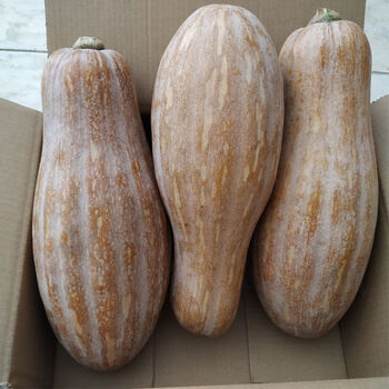 包甜广西老南瓜农家新鲜香粉糯面宝宝辅食老品种黄皮红肉长南瓜老南瓜