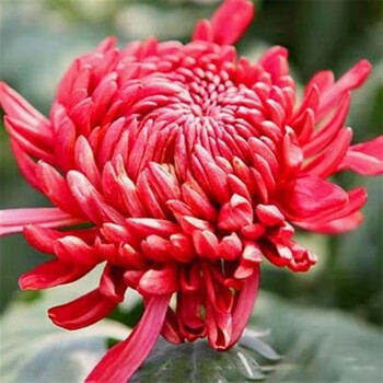 花卉庭院植物室内花卉绿植乒乓菊带花苞花苗 大花红绣球(带花苞发货)