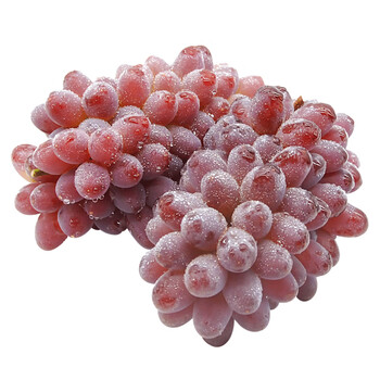 茉莉香葡萄 茉莉香葡萄新鲜小粒提子郁金香现季水果3斤