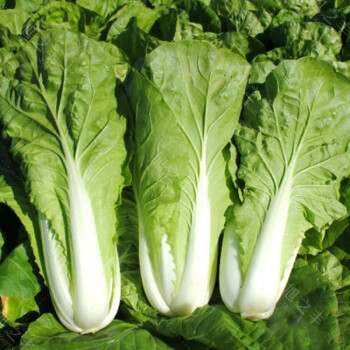 黎昕快菜种子小白菜籽四季小白菜种籽春秋冬季青菜蔬菜菜种籽大全种孑