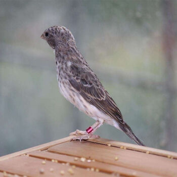 物鲜仙子人工繁殖金青鸟灰燕活体黑喉白燕大金黄玉鸟辣椒红观赏鸟听叫