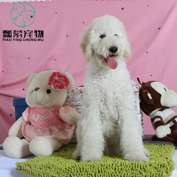 巨贵犬幼犬巨型贵宾犬活体纯种宠物狗巨贵犬活体巨型贵宾泰迪幼犬巨型