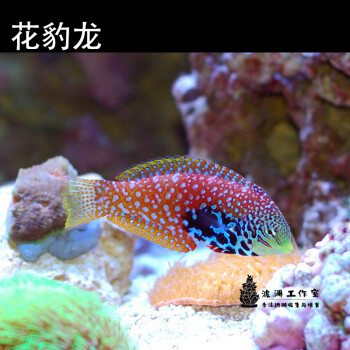 海水鱼红龙- 京东