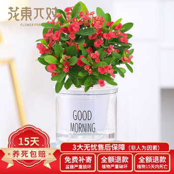 花东p对水培室内植物组合懒人盆栽办公室内四季好养水养花卉绿植小盆栽虎刺梅 懒人盆 图片价格品牌报价 京东