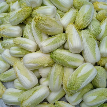 娃娃菜新鲜青菜时令蔬菜5斤3斤农家露天黄心小白菜火锅菜品食材净重45