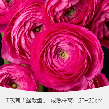 洋牡丹花球根花毛茛种球盆栽易种耐寒四季室内花卉观花植物盆栽红色3根 一包多菌灵 图片价格品牌报价 京东