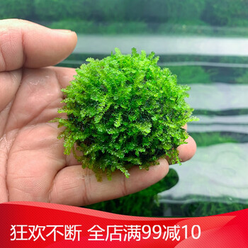 鱼缸沉木造景莫斯水草散装莫丝阴性活体植物火焰大三角鹿角苔垂泪垂泪莫斯小半球 图片价格品牌报价 京东
