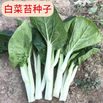 甜菜苔种子广东青菜薹种籽白菜苔菜心农家蔬菜阳台盆栽四季种孑白菜薹种子3号10克装 图片价格品牌报价 京东