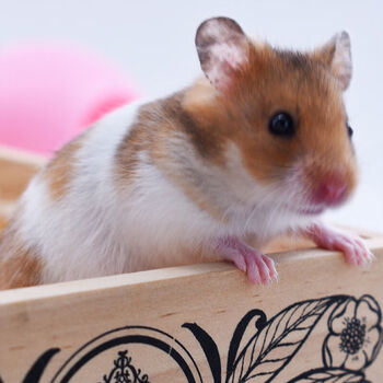 【京选推荐】稀有长毛金丝熊仔眼线玻璃纹鸽灰大型手养仓鼠 短毛虎纹