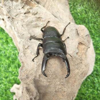 天牛活虫甲虫活体宠物天牛爬行小动物易养活昆虫中华大扁锹活体3厘米4