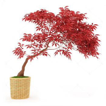 红枫海棠腊梅盆景桂花树苗樱花茶花树苗金银花黑松铁树枫树树苗中华红枫2年苗 桌面适宜 图片价格品牌报价 京东