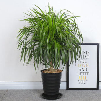 多头龙须龙血树龙铁树绿植盆栽大型花卉植物室内客厅多头龙须树7080