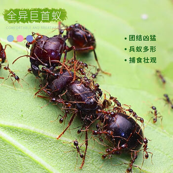 瑾伦全异巨首蚁盲切叶蚁特化兵蚁宠物产卵蚁后活体活物繁殖好养大型 2