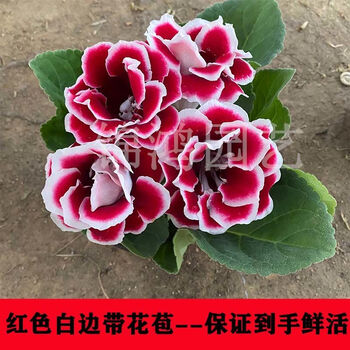 張大千 芙蓉花卉 艺术微喷张大千芙蓉花40x55厘米