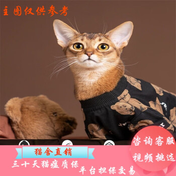 阿比西尼亚猫- 京东