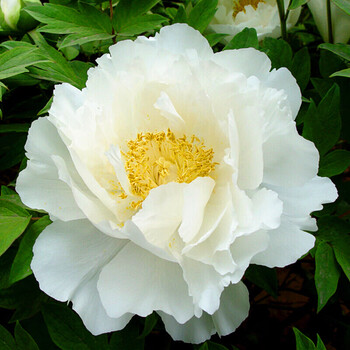 泰西丝牡丹花苗盆栽菏泽牡丹大苗盆栽花卉庭院室外阳台植物室内花白王