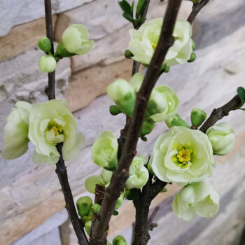 麦桑荷绿宝石海棠花盆栽日本四季冬季耐寒带花苞花卉绿植绿海棠盆景