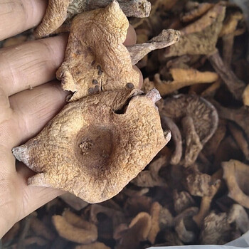 神龙架干松树菌寒菌松菇松乳菇黄枞菌干枞菌谷熟菌菌鲜货 500克干枞菌