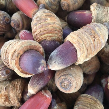 广西狗鞭果特大颗男性男人泡酒果泡酒中药材果子中药材 中草药 狗鞭果