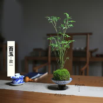 水培植物米竹凤尾竹苔玉苔藓球创意禅意小盆栽绿植室内好养桌面苔玉款一带底托 图片价格品牌报价 京东