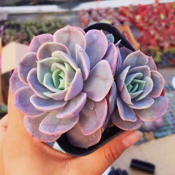 多肉多肉植物雪域蓝巴黎粉巴黎蓝色多肉群生耐寒室内阳台办公室花卉粉