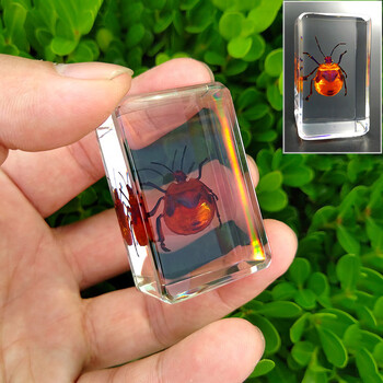 汝画真实昆虫标本透明树脂创意小摆件幼儿园教学观察玩具瓢虫其他长