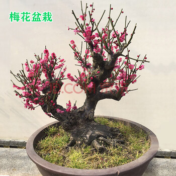 红梅盆栽价格报价行情- 京东