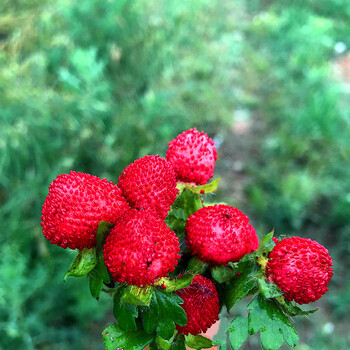 蛇莓种子红色野草莓四季易种阳台园艺花种子观果花籽花海蛇莓种子500克 图片价格品牌报价 京东