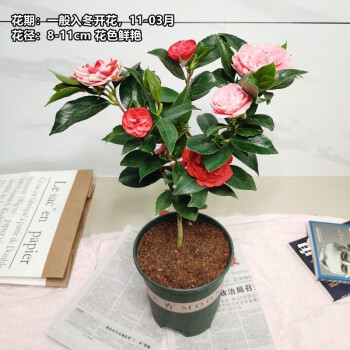 山茶花名贵品种山茶花苗带花苞庭院花卉六角大红香妃十八学士香妃五色赤丹花迪斯克瑞墨绿可娜东方亮40cm五色赤丹带花苞不含盆 图片价格品牌