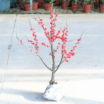 无刺枸骨北美冬青室内庭院别墅小区绿化盆景苗木观果植物耐寒1 5cm粗北美冬青母树带果 图片价格品牌报价 京东