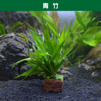 魚缸定植活體水草有莖類淡水植物草缸懶人造景套餐真水草裝火山石定植