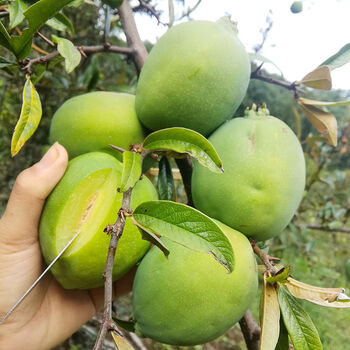 9斤云南新鲜酸木瓜临沧保山大理特产白花水果生吃泡酒腌制干片10g云南