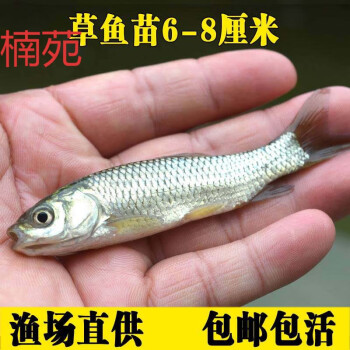 楠苑秋穎淡水活體小魚苗好養殖食用活物冷水觀賞魚特大全草魚活魚苗