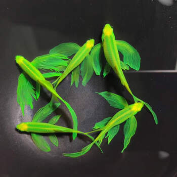 孔雀鱼热带观赏鱼苗小型淡水精品好养耐活生崽狂魔鱼小鱼活体活鱼精品