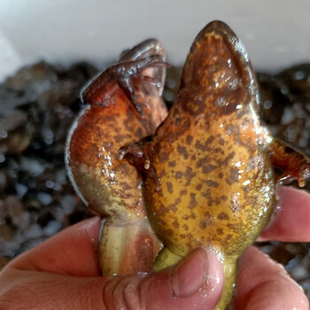 东北林蛙鲜活一斤12-13只八钱长白山母豹子活体雪蛤顺丰空运 一斤6/7