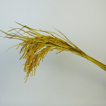 稻杆干稻穗稻谷子干花摆设装饰成熟水稻结婚庆祝拍摄影道具橱窗装